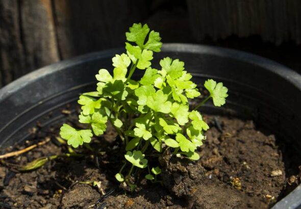 Poder Preventivo del Cilantro