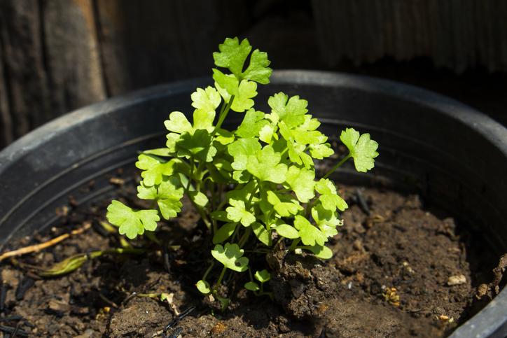 Poder Preventivo del Cilantro