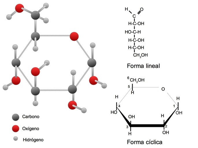 Glucosa y Ayuno