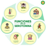 La Serotonina